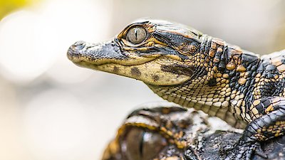 The Americas Season 1 Episode 6