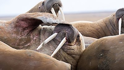 Frozen Planet II Season 1 Episode 2