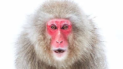 Frozen Planet II Season 1 Episode 3