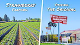 Strawberry Farming and The First In-N-Out