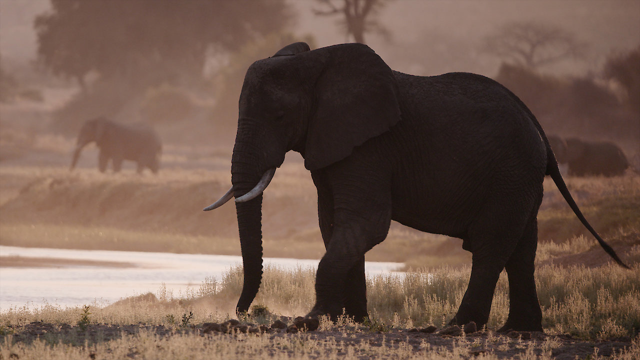 Katavi: Africa's Fallen Paradise