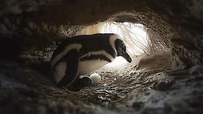 Secrets Of The Penguins Season 1 Episode 2