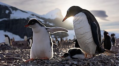 Secrets Of The Penguins Season 1 Episode 3