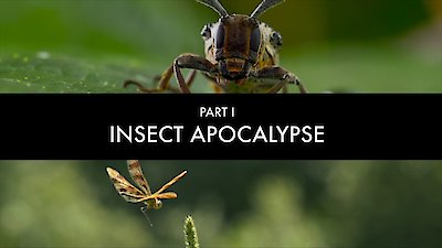 Bugs That Rule the World Season 1 Episode 1