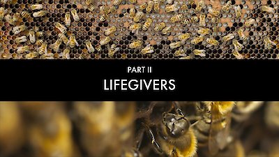 Bugs That Rule the World Season 1 Episode 2