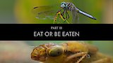 Eat or Be Eaten