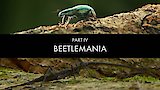Beetle Mania