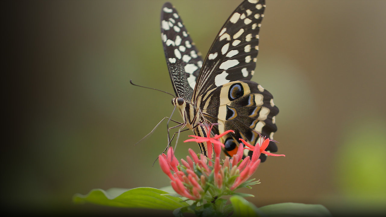 Bugs That Rule the World