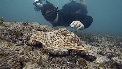 Octopus! Season 1 Episode 1