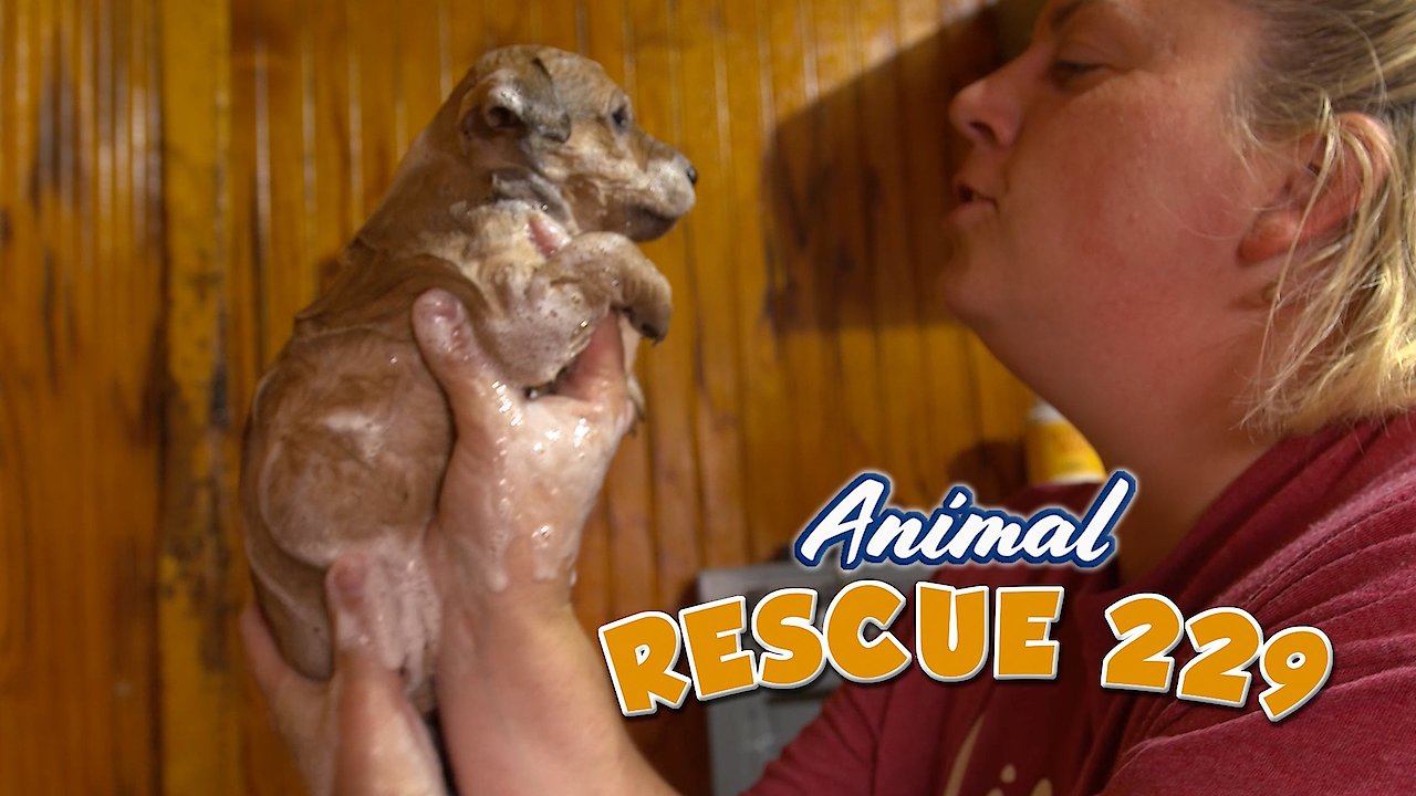 Animal Rescue 229