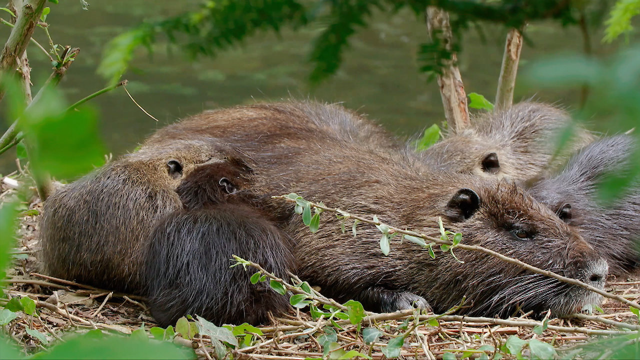 They Came to Stay Our Alien Animal Neighbours