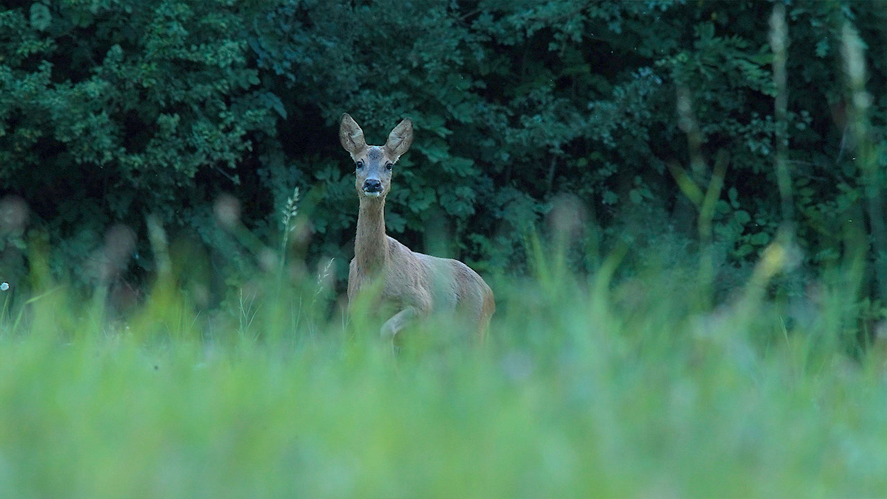 Land of River and Peaks