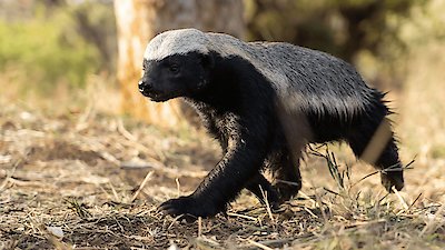 Underdogs Season 1 Episode 1