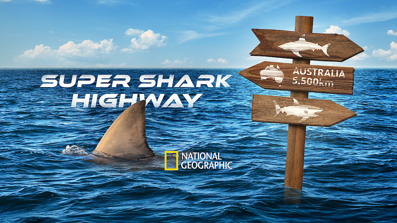 Super Shark Highway