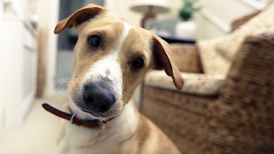 10 Puppies And Us Season 1 Episode 1