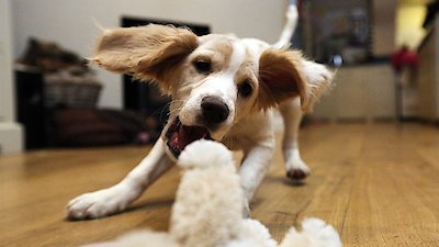 10 Puppies And Us Season 1 Episode 2