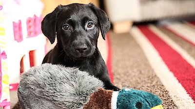 10 Puppies And Us Season 1 Episode 3