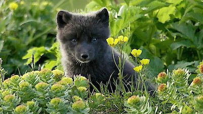 Atlantic: A Year in the Wild Season 1 Episode 2