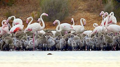 Atlantic: A Year in the Wild Season 1 Episode 3