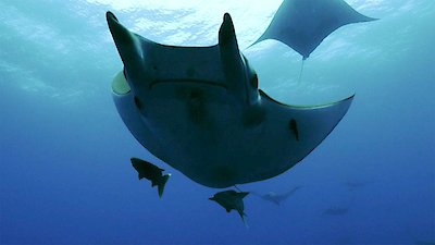 Atlantic: A Year in the Wild Season 1 Episode 4