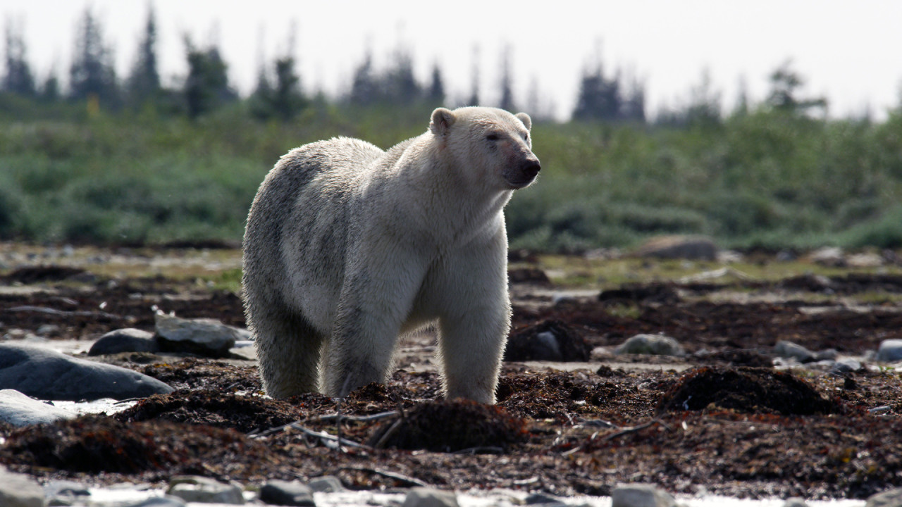 Canada: A Year In The Wild