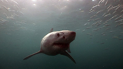 60 Minutes Season 52 Episode 1